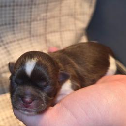 Sadie - Brindle and white female Shih Tzu puppy in Willowsprings, Missouri from Taylors Tiny Tails Co.