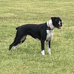 Millie - Boxer