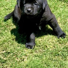 Labrador Retriever Puppies from Tuckwet Labradors