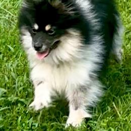 AKC Pixie - Black Tri - Roan Colored - Tri-colored female Pomeranian puppy in Douglas, Massachusetts from Country Oak Poms LLC