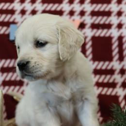 Macey - Light golden female Golden Retriever puppy in Fredericksburg, Ohio from Golden family companion's