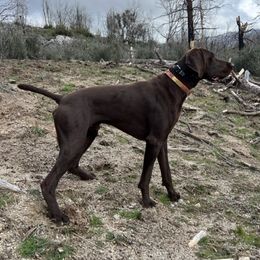 Bodie - German Shorthaired Pointer