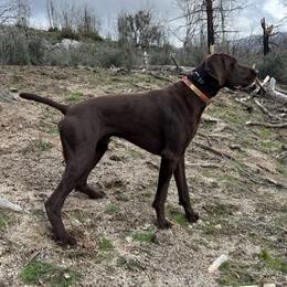 Bodie - German Shorthaired Pointer