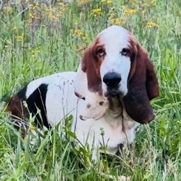 Cleo - Basset Hound