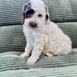 Girl 3 - female Newfypoo puppy in Bloomfield, Iowa from Schooley Doodles