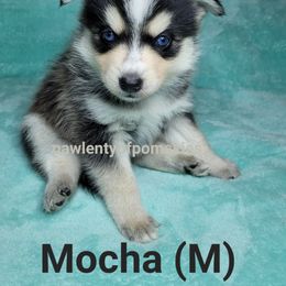Pomsky Puppies from Paw-lenty of Pomskies