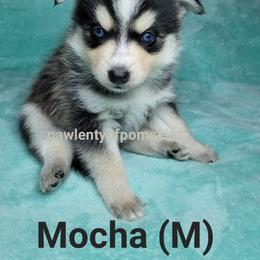 Pomsky Puppies from Paw-lenty of Pomskies