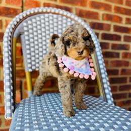 Taffy - Merle female Labradoodle puppy in Elizabethtown, Kentucky from Reddy Poodles & Doodles