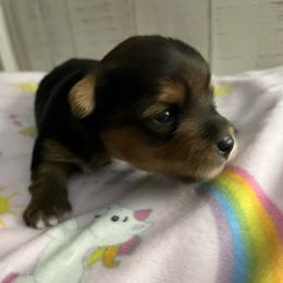 Mika - Black and tan female Yorkshire Terrier puppy in Laughlin, Nevada from Dani’s Yorkie’s