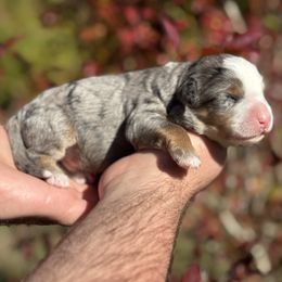 Winter - male Australian Mountain Doodle puppy in Oregon from Blue Skye Doodles
