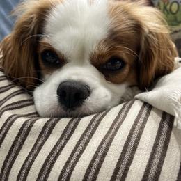 Winnie - Cavalier King Charles Spaniel