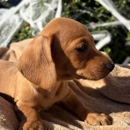 AKC Girl 3 - Cream female Dachshund puppy in Yuma, Arizona from M's puppy love