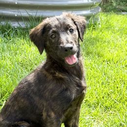 Pepper - Black and white male Aussiedoodle puppy in Destin, Florida from Aussiedoodles On The Beach