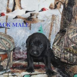 Labrador Retriever Puppies from Copper Creek Outfitters and Kennel