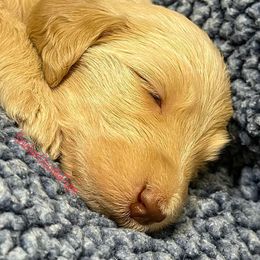 Goldendoodle and Poodle Puppies from SnickerDoodlePups