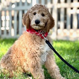 Goldendoodle and Poodle Puppies from Funny Farm Poodles & Doodles