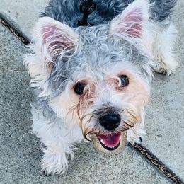 Duke - Yorkshire Terrier