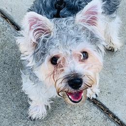 Duke - Yorkshire Terrier
