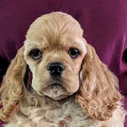 Cocker Spaniel puppies from Jacobsen's Cockers