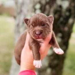 Ficelle - Chocolate male Pomsky puppy in Cleveland, Ohio from Lake Point Pomskies