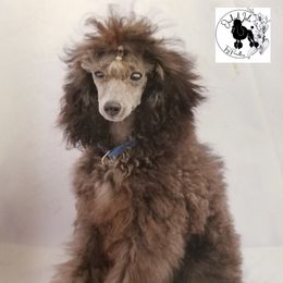 Stormy - Poodle