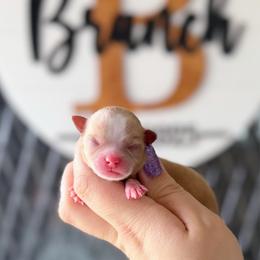 Brock - Red and white male Chihuahua puppy in Harrison, Michigan from Cloud9 Chihuahuas