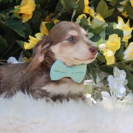 Cashew - Fawn (isabella) and cream male Dachshund puppy in Woodbine, Georgia from Bowdachs Cream Pies