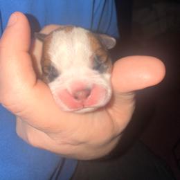 Girl 2 - Red female Boston Terrier puppy in Spring City, Tennessee from Lake Forest Bostons