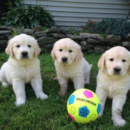 Golden Retriever and Labrador Retriever Puppies from Bear Pond Retrievers