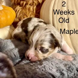 Maple - Red merle female Miniature Australian Shepherd puppy in Kentucky from Natural Life Ranch