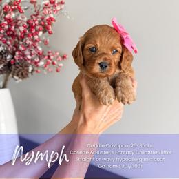 Nymph - Red female Cavapoo puppy in South Jordan, Utah from Wonderful World Doodles