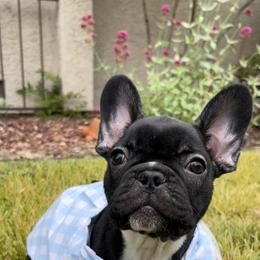French Bulldog Puppies from Divine French Bulldogs