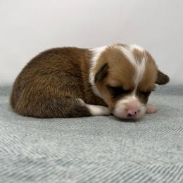 Lottie - Red female Pembroke Welsh Corgi puppy in Waco, Texas from The Comma Corgis