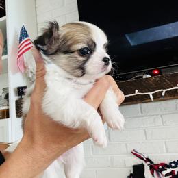 Violet - Sable spotted white female Chihuahua puppy in Dayton, Ohio from Petite Pups Chihuahuas