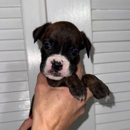 Marcus - Brindle male Boxer puppy in Jamesville, New York from Reynolds Homestead Boxers