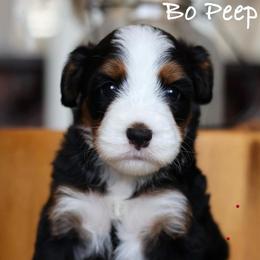 Bo Peep - Tri-color female Bernedoodle puppy in Peoria, Arizona from Grand Canyon Bernedoodles
