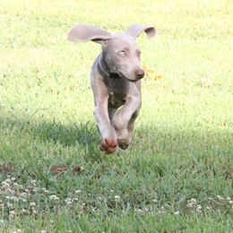Weimaraner Puppies from Split Rock Weimaraners