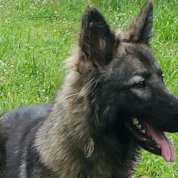 Pandi - Shiloh Shepherd