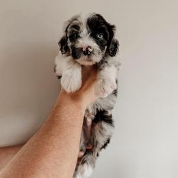 Fernando. - Blue merle and white male Sheepadoodle puppy in Wabash, Indiana from DOODCompany