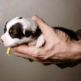 Frank - Black and tan male Pembroke Welsh Corgi puppy in South Otselic, New York from Ridge Top Corgis