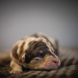 Male - Brown and white male Bernedoodle puppy in Caldwell, Idaho from Boise Doodle Co.
