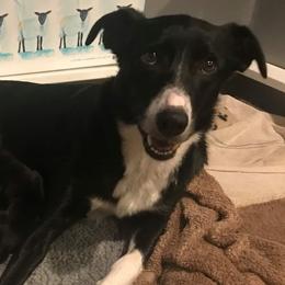 Border Collies and Sporty Mixes from Vintage Border Collies