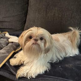 Tinkerbell - Shih Tzu