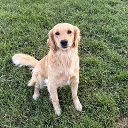 Violet - Golden Retriever