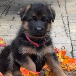 Pink collar - Black and red female German Shepherd puppy in Micanopy, Florida from Von Bourbon Shepherds