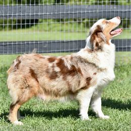 Lexie - Australian Shepherd