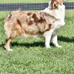 Lexie - Australian Shepherd