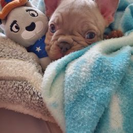 French Bulldog Puppies from Woodlands Frenchies