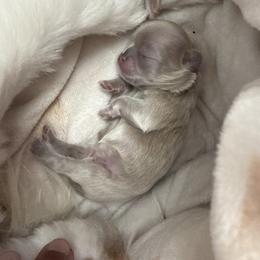 Girl 2 - Lilac female Shih Tzu puppy in Hudson, Florida from My Boujee Shih Tzu Life