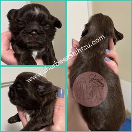 Shih Tzu Puppies from Shurbeez Shih Tzu